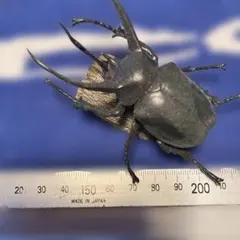 最終お値下げ／美品／アトラスオオカブト標本 約10cm - メルカリ