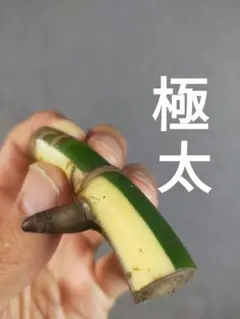 I2.】斑入りモンステラ ホワイトタイガー カット茎 成長点1つ - メルカリ