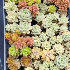 多肉植物 ダンボール60サイズ詰め合わせ