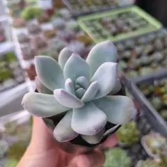 sippo☆8月は出品お休み様 リクエスト 2点 まとめ商品