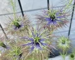 こめむぎいも様 リクエスト 2点 まとめ商品