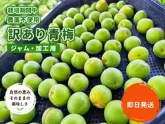 大粒青梅】5kg《希少 稲積梅AB級ブレンド特別激安品》 梅シロップ 梅