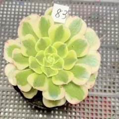 2026年最新】観葉植物 アエオニウムの人気アイテム - メルカリ