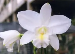 Rlc.Haw Yuan Gold ハウヤン・ゴールド オリジナル分け株カトレア