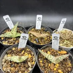 2026年最新】アロエ カスティロニアエの人気アイテム - メルカリ