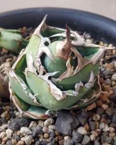 【龍皆歡さま専用】COK CG-01　親株　極上株 2026年最新】Cok アガベの人気アイテム - メルカリ