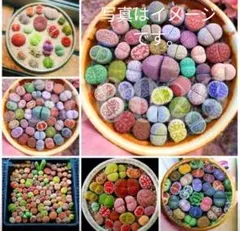 メルカリ便発送　リトープス 紫碧琉璃玉 Violetta 2点 鉢のまま 2025年最新】リトープスの人気アイテム - メルカリ