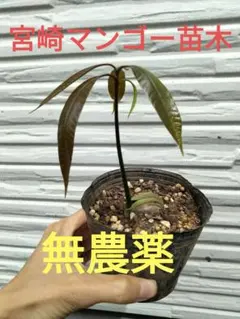 宮崎マンゴー苗 無農薬 宮崎マンゴー苗木 無農薬 ポットのまま発送
