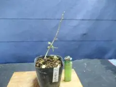 2025年最新】老爺柿種の人気アイテム - メルカリ