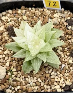 2026年最新】ハオルチア 氷砂糖の人気アイテム - メルカリ