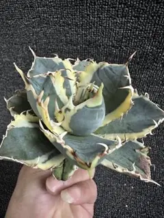 2025年最新】白鯨錦の人気アイテム - メルカリ