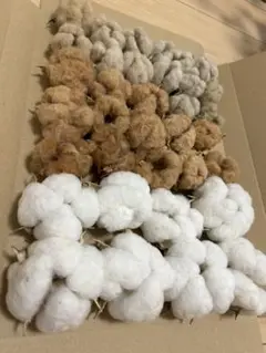 綿花 洋綿(白・茶)和綿(茶色)3色セット ヘッドのみ