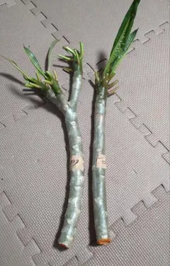 ともも様 リクエスト 2点 まとめ商品