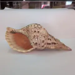 2026年最新】ほら貝 置物の人気アイテム - メルカリ