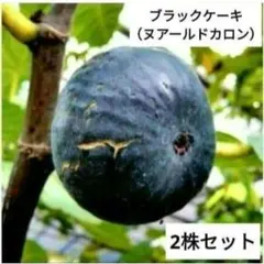 イチジク苗　　ブラックケーキ（ヌアールドカロン）　2株セット　送料込　即購入可能