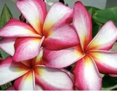 プルメリア Hawaii園芸品種 JL Hula Girl Red苗木 大きめ - メルカリ