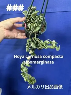 2606mk様 リクエスト 2点 まとめ商品