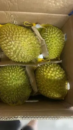 タイ直輸入ドリアン 約2.4kg －2.8㎏送料無料1玉 タイ直輸入ドリアン 約2.4kg －2.8㎏送料無料1玉 - メルカリ
