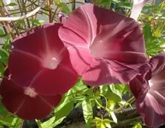 64きんぽうげ様 リクエスト 2点 まとめ商品