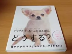 犬写真集 本 犬 写真集 チワワ犬かっちゃんの成長日記 どうする？