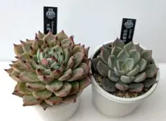 2026年最新】優木園の人気アイテム - メルカリ