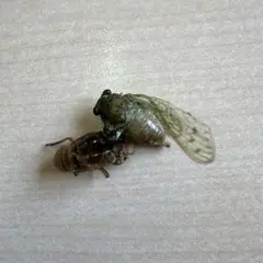 ダイトウヒメハルゼミ ペア 標本 ヒメハルゼミ／雄雌ペア 飛翔 , タグ「昆虫」 , 蝶の標本 販売