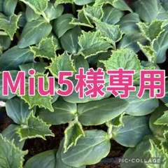 Miu5様 リクエスト 2点 まとめ商品