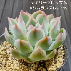 チェリーブロッサム×シムランスL-S 119 エケベリア 多肉植物 抜き苗