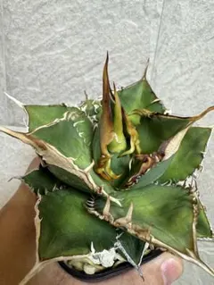 アガベ 3株セット　狼人 阿修羅 緑幽霊 アガベ 3株セット 狼人 阿修羅 緑幽霊 アガベ 3株セット 狼人