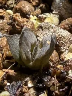 ハオルチア 白蛇伝　ナイルの一滴　多肉植物　ミックスベリア　塊根植物　アロエのサムネイル