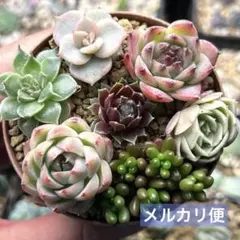 マッコス 多肉植物 カット苗 - メルカリ