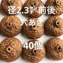 2025 北海道　レッドオーク　穴あき　どんぐり帽子　40個　今年も増量中！