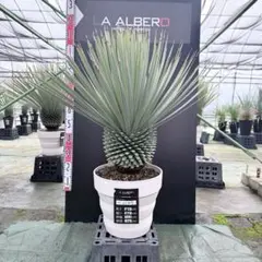 2026年最新】ユッカ リギダの人気アイテム - メルカリ