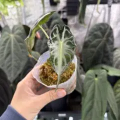 2025年最新】アロカシア 斑入りの人気アイテム - メルカリ