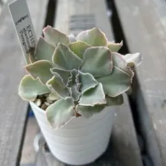 みーーこ様 リクエスト 2点 まとめ商品