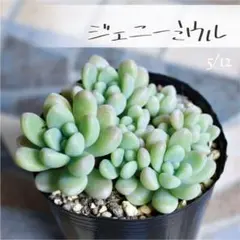 リッピア 苗を秋に根付かせておきましょう♡メルカリ便発送‼️ リッピア 苗を秋に根付かせておきましょう♡メルカリ便発送‼️