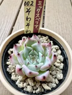 そわそわ ミックスベリア おらいさん苗 多肉植物 - メルカリ