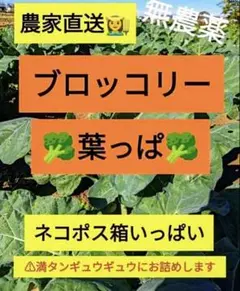 【農家直送】ブロッコリーの葉っぱ 新鮮 無農薬 ネコポス満タン