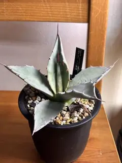 ⭐︎Y⭐︎様専用　パリー&パリートランカータセット