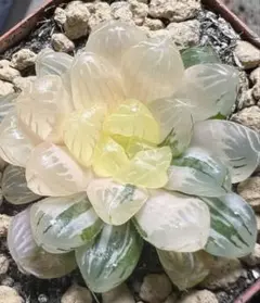 多肉植物 ハオルチア 新氷砂糖錦 鮮明錦 糊斑 - メルカリ