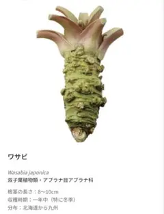 ネイチャーテクニカラー　山菜　ワサビのサムネイル