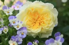 92 ◉薔薇挿し木苗　 ピルグリム（イングリッシュローズ）廃盤