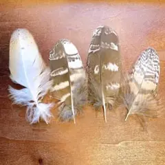 フクロウの羽 4枚セット