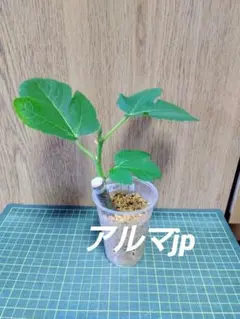 １.イチジク苗　アルマjp　挿し木苗のサムネイル
