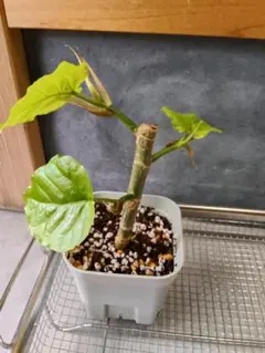 피쿠스 움베라타 관엽 식물