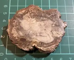 お買い得 珪化木 スライス 標本 置物 インテリア①