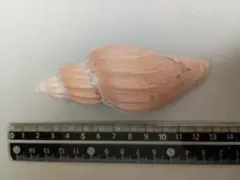 天然 貝殻 ウミノサカエイモ約86ミリ - メルカリ