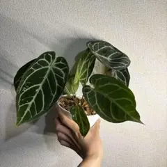 Anthurium KOS butterfly - メルカリ