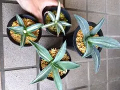 熱帯性睡蓮 ウタカタ 親株大苗 - メルカリ