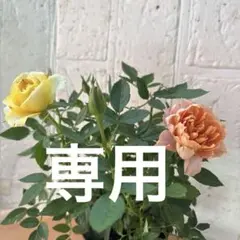 ミニバラ♡淡いオレンジ＆レモンイエロー♡3.5号♡ポットごと宅急便